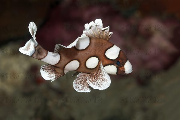 Harlequin Sweetlips (Plectorhinchus chaetodonoides)