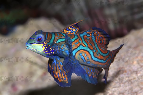 Mandarinfish or mandarin dragone (Synchiropus splendidus) Tukangbesi Achipelago