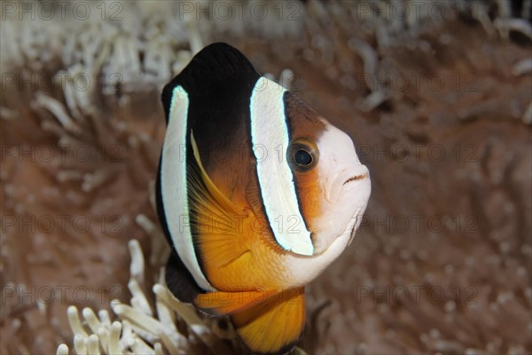 Clark's Anemonefish (Amphiprion clarkii) in anemone host