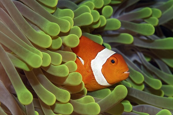 Ocellaris Clownfish (Amphiprion ocellaris) in Magnificent Sea Anemone (Heteractis magnifica)