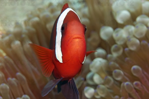 Clark's Anemonefish (Amphiprion clarkii) in Magnificent Sea Anemone (Heteractis magnifica)