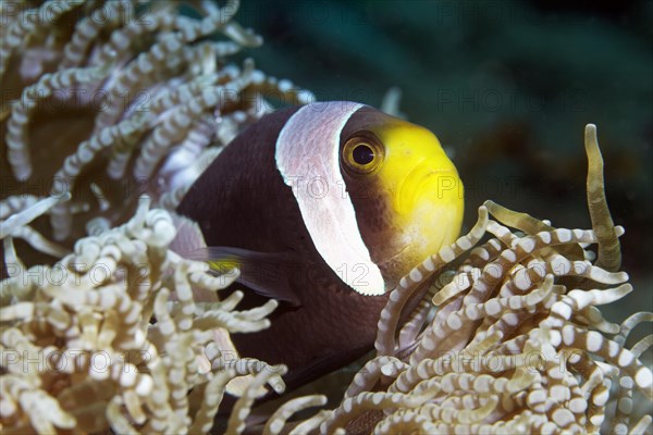 Clark's Anemonefish (Amphiprion clarkii) in Beaded Sea Anemone (Heteractis aurora)