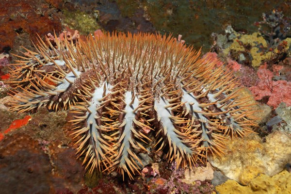 Crown-of-Thorns Sea Star (Acanthaster planci)