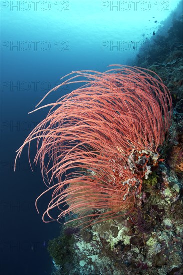 Red Gorgonian