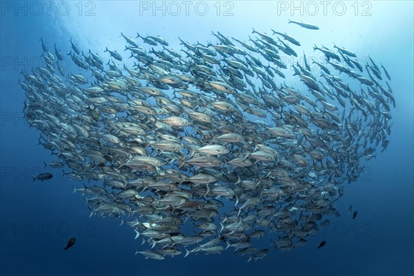 Large shoal of Bigeye Trevally (Caranx sexfasciatus) swimming in open sea