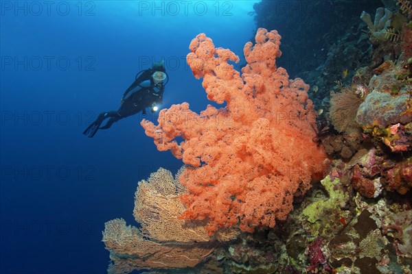 Divers looking at huge Soft Coral (Dendronepthya sp.) at reef drop