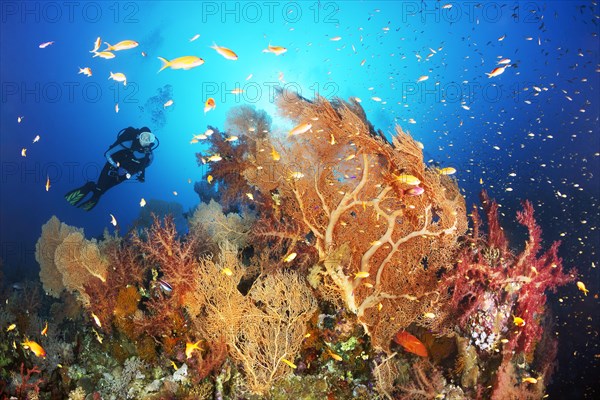 Diver looking at reef top with group of gorgonians (Annella mollis) Klunzinger's Soft Corals (Dendronephthya klunzingeri) and flagfishes (Pseudanthias sp.)