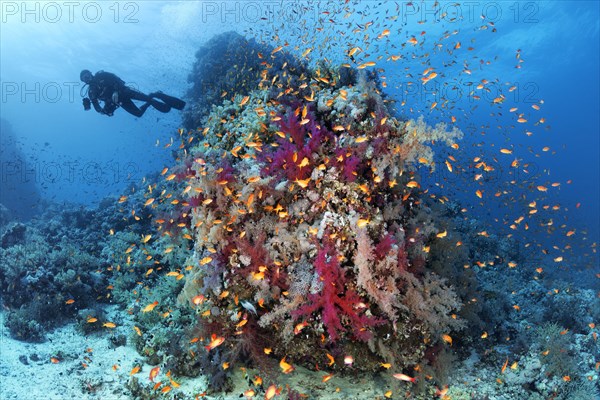 Diver at coral reef