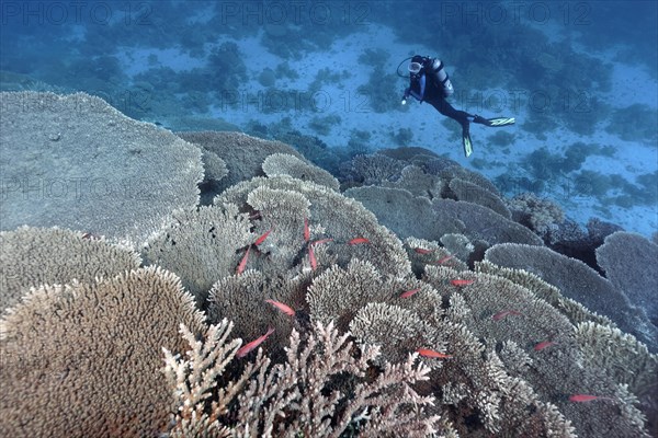 Diver looking at Coral Reef with Steinkoralle sp. (Acropora robusta) and Pinecone soldierfishes (Myripristis murdjan)