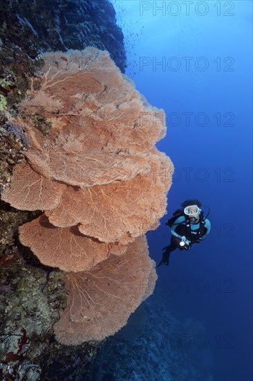 Diver at coral reef wall observes gorgonians (Annella mollis)
