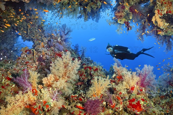 Diver observes breakthrough in coral reef