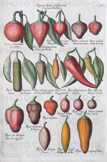 Bell pepper (Capsicum)