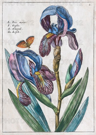 Irises (Iris)