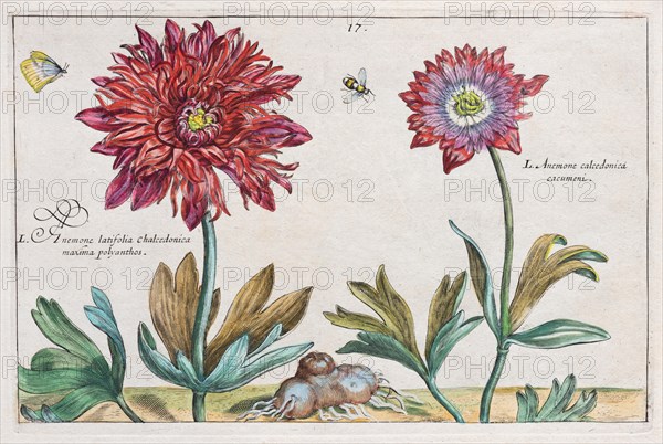 Anemone (Anemone)