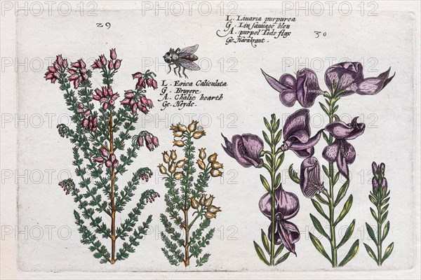 Heather (Calluna vulgaris)