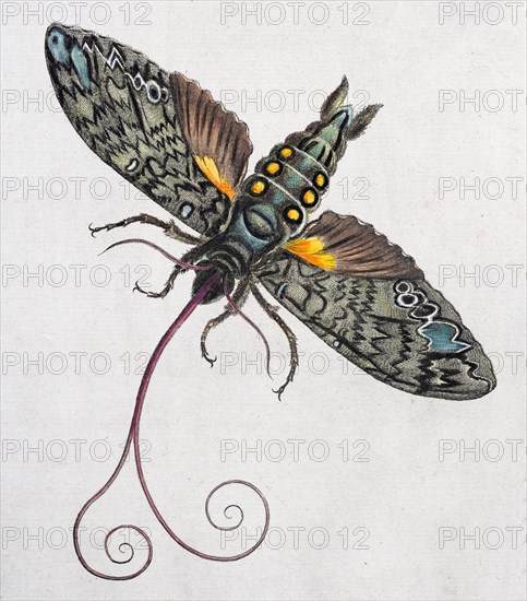 Owlet moth (Noctuidae)