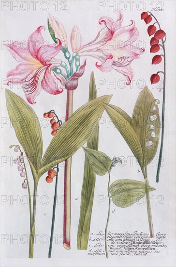 Belladonna-lily (Amaryllis belladonna) or