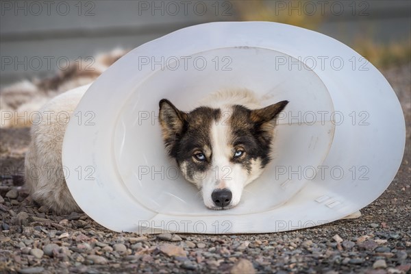 Husky with neck ruff as scratch protection