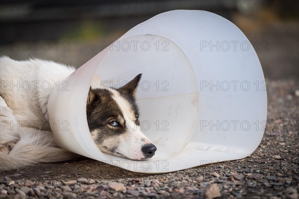 Husky with neck ruff as scratch protection