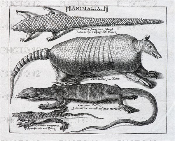 Various scale animals