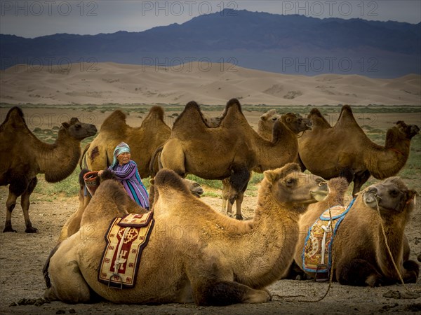 Old nomad with camels (Camelus ferus)