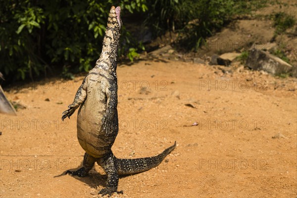 Bengal Monitor or Common Indian Monitor (Varanus Bengalensis) standing