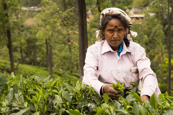 Woman picking tea leaves