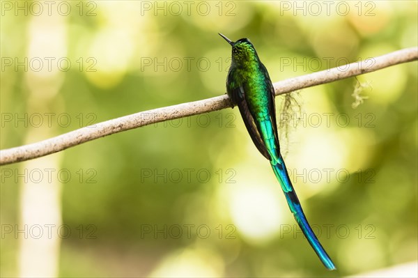 Green-Tailed Trainbearer (Lesbia nuna)