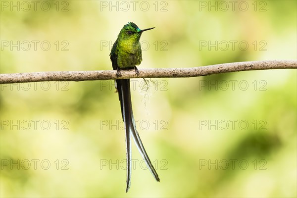 Green-Tailed Trainbearer (Lesbia nuna)