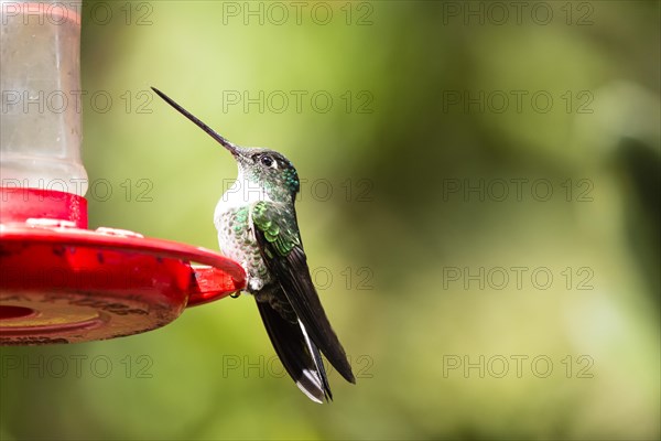 Andean Emerald (Agyrtria franciae)