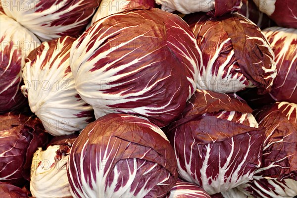 Radicchio (Cichorium intybus var. foliosum)