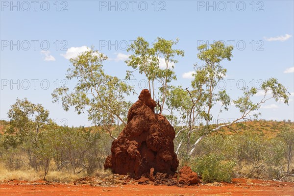 Spinifex Termite Nest