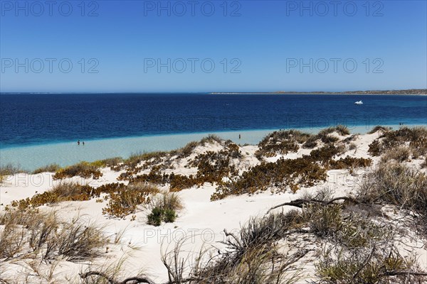 Coastal vegetation and beach area