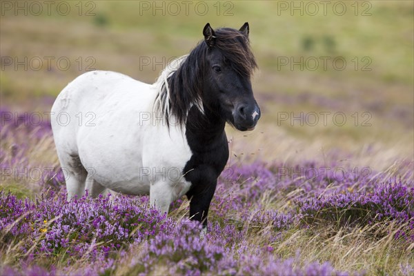 Dartmoor Hill Highland Pony