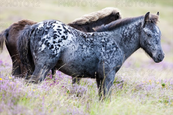 Dartmoor Hill Highland ponies