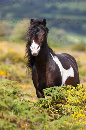 Dartmoor Hill Highland Pony