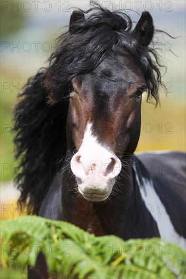 Dartmoor Hill Highland Pony