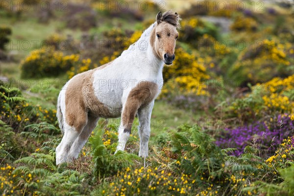 Dartmoor Hill Highland Pony