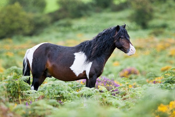 Dartmoor Hill Highland Pony