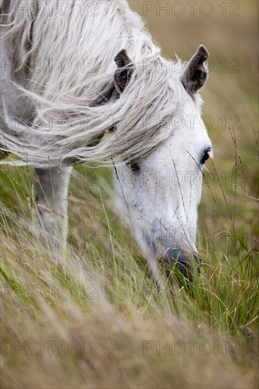 Dartmoor Hill Highland Pony