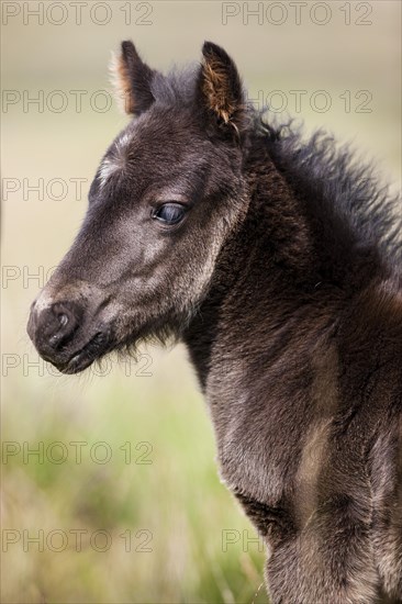 Dartmoor Hill Highland Pony