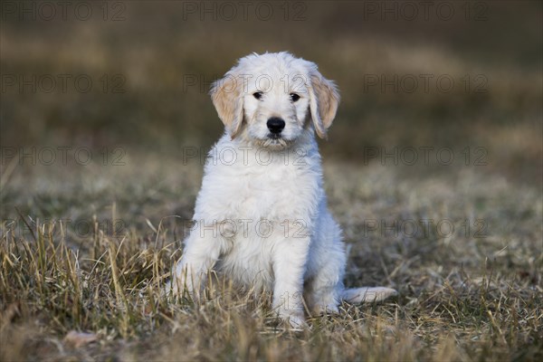 Goldendoodle sitting in the meadow