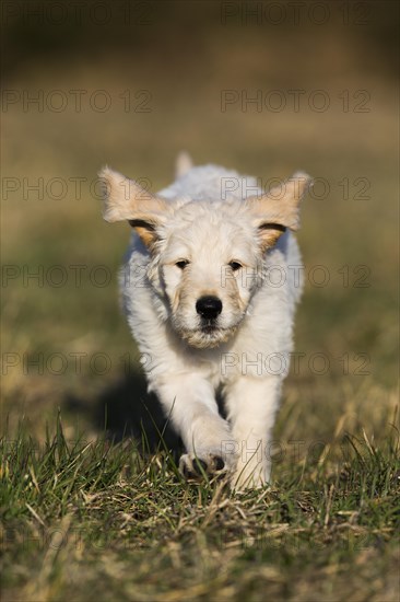 Goldendoodle running in meadow