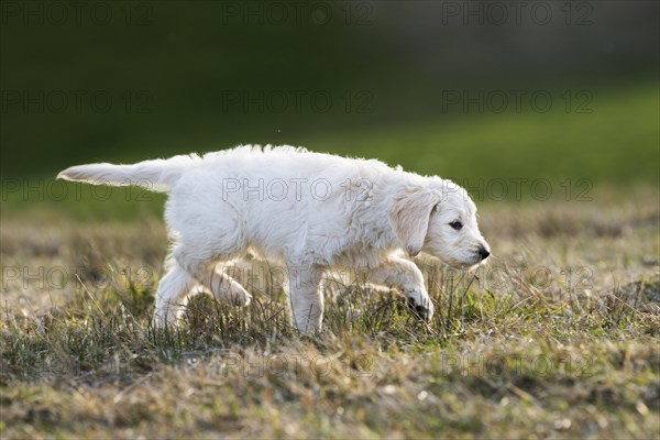 Goldendoodle running in meadow