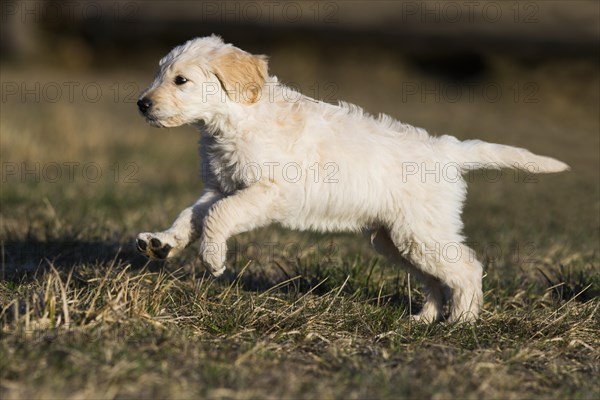 Goldendoodle running in meadow