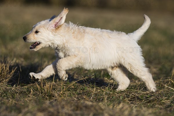 Goldendoodle running in meadow