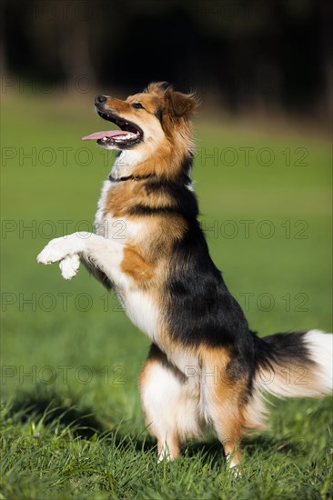 Mixed-breed Dog