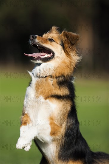 Mongrel Dog standing on its hindlegs