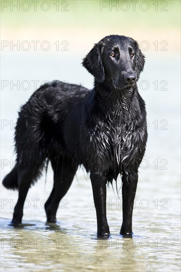 Flat-Coated Retriever