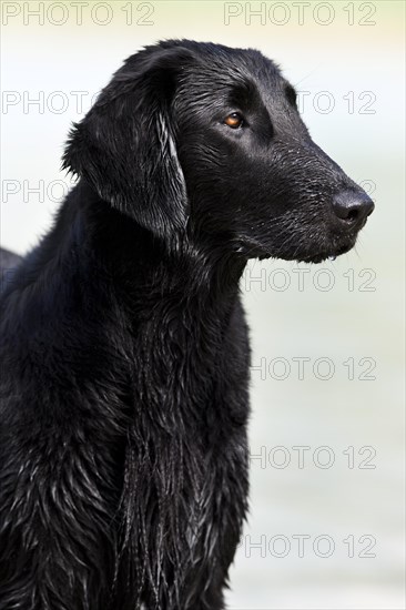 Flat-Coated Retriever